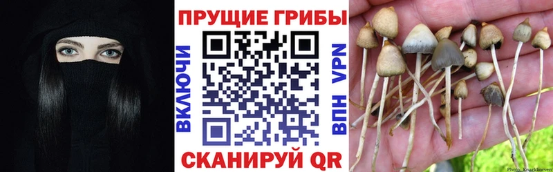 Псилоцибиновые грибы GOLDEN TEACHER  Мурино 